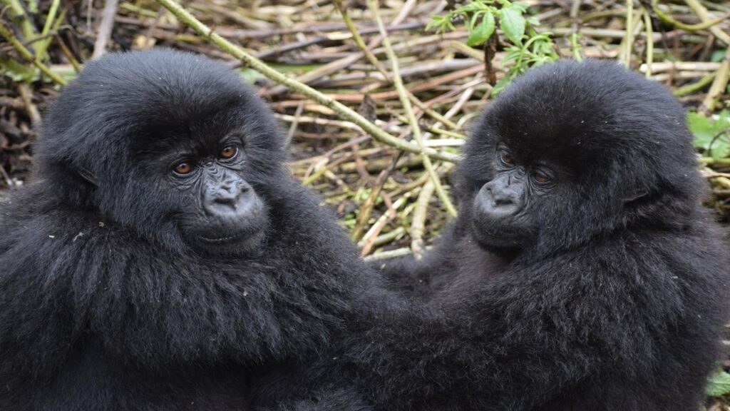 two black baby gorillas standing in front of brown and green branches; ecotourism