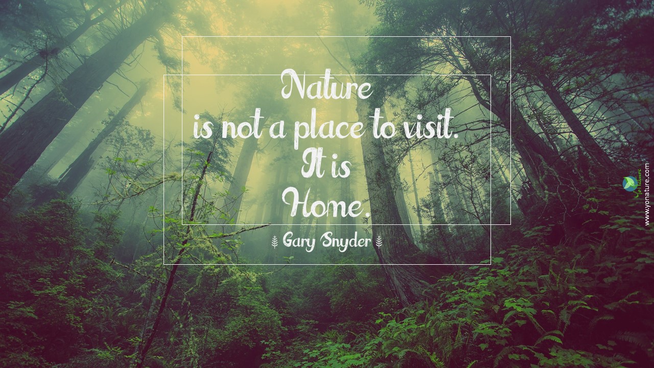 Nature, environment quotes by Gary Synder: nature is not a place to visit. it is home written on green forest picture