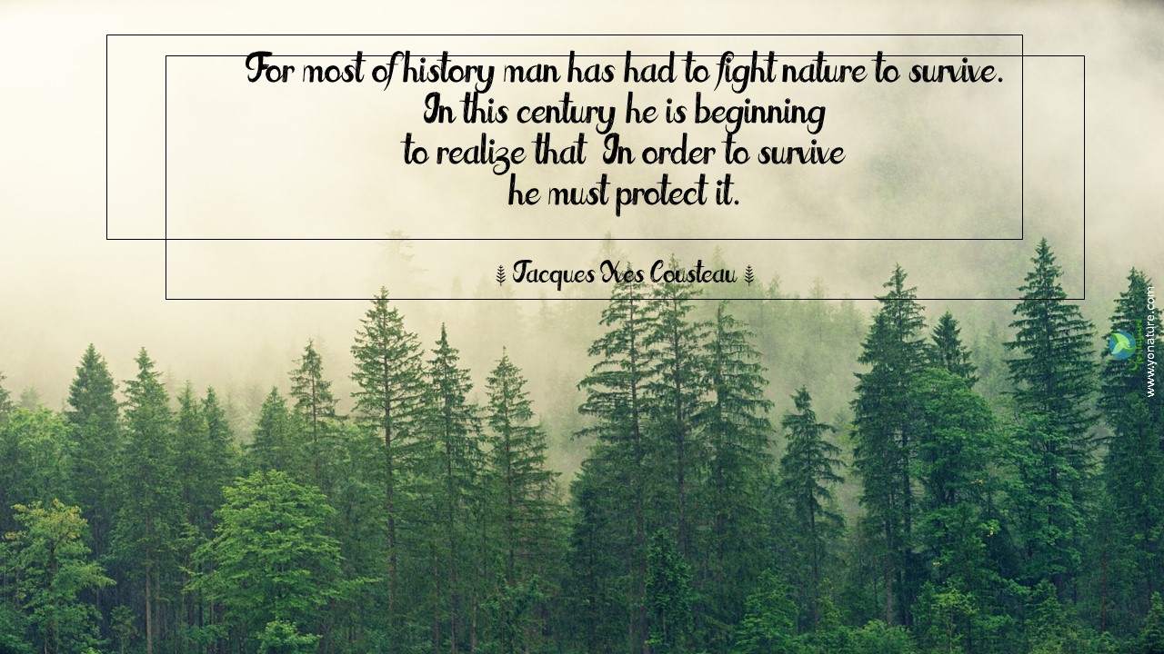 Nature, environment quotes by Jacques Yves Cousteau; for most of history man has had to fight nature to survive. in this century, he is beginning to realize that in order to survive he must protect it written on picture of green coniferous forest tip