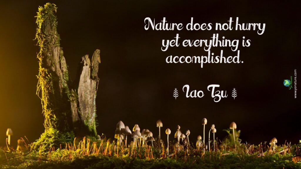 Nature, environment quotes by Lao Tzu: nature does not hurry yet everything is accomplished written on picture of small brown mushrooms at bottom and dark sky and brown and green tree log