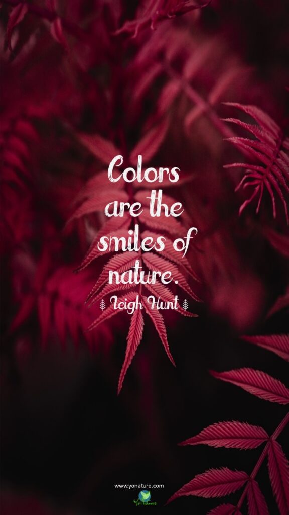 Nature, environment quotes by Leigh Hunt; colors are the smiles of nature written on picture of pink leaves