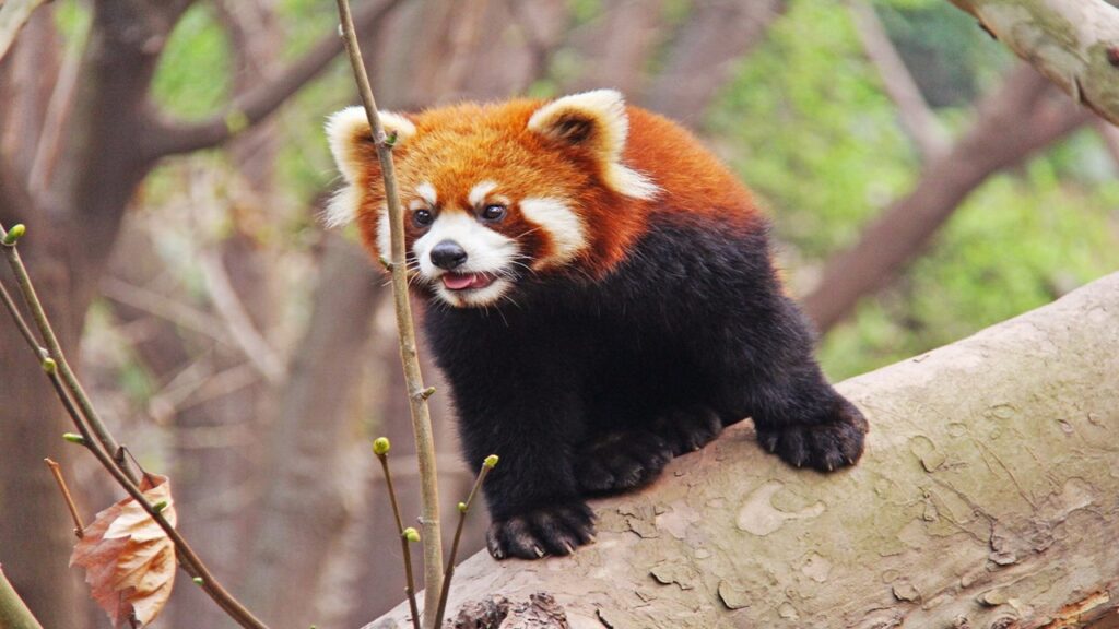 Red panda in China, brown head and black body of red panda on brown branch showing pink tongure; negative effects of tourism on the environment