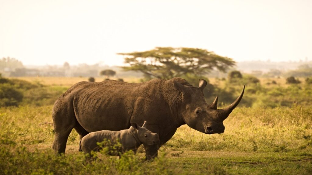 Grey rhino with small calf in the green savannah, positive impacts of tourism on the environment