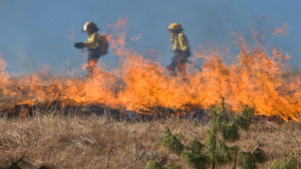 dry brown grass with orange fire at the back and two firefighters in yellow extinguishing wildfire