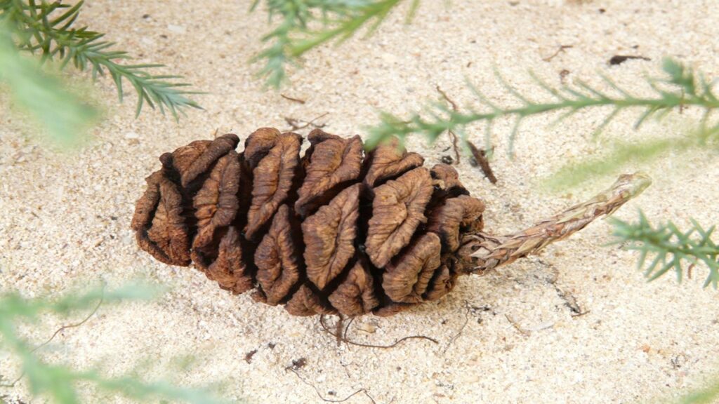 brown layered sequoia seed lying on white sand and few green branches on foreground; controlled fires help these seeds to grow