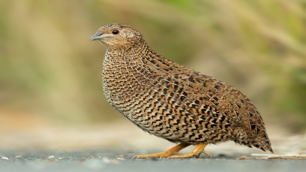 brown quail with black spots standing on grey ground; controlled fires help to maintain game land