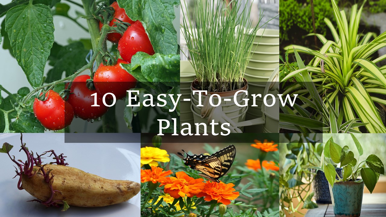 10 easy to grow plants pictures with red tomatoes, green chives in white pot, white and green spider plant, brown potato, orange marigold and green pothos
