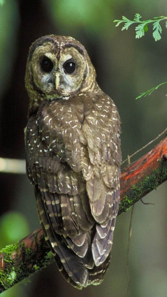 northern spotted owl on brown branch
