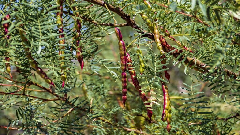green mesquite tree with long brown pods; Positive and negative effects of wildfires