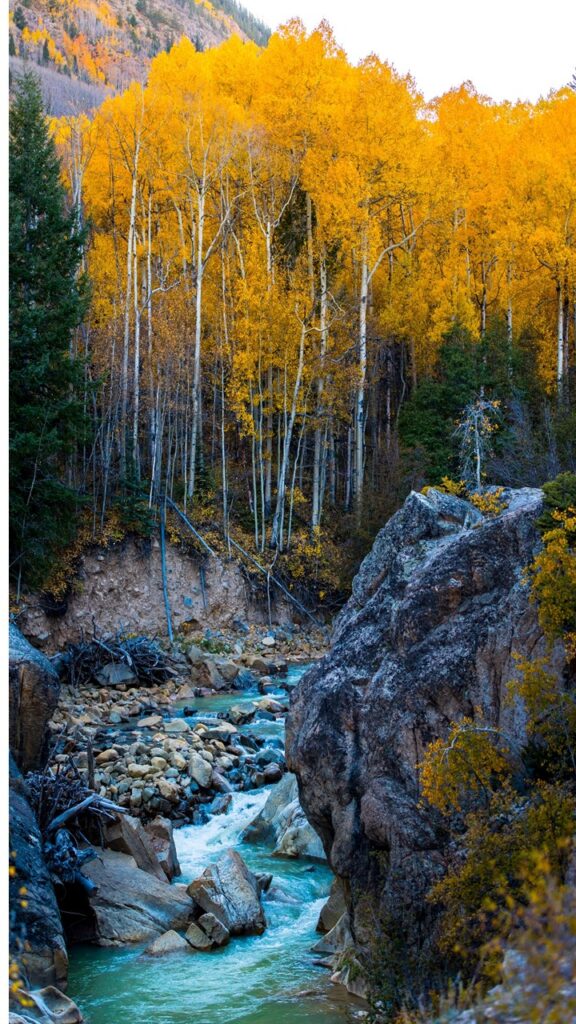 Yellow leaved aspen tree in front on rushing stream with black bouders