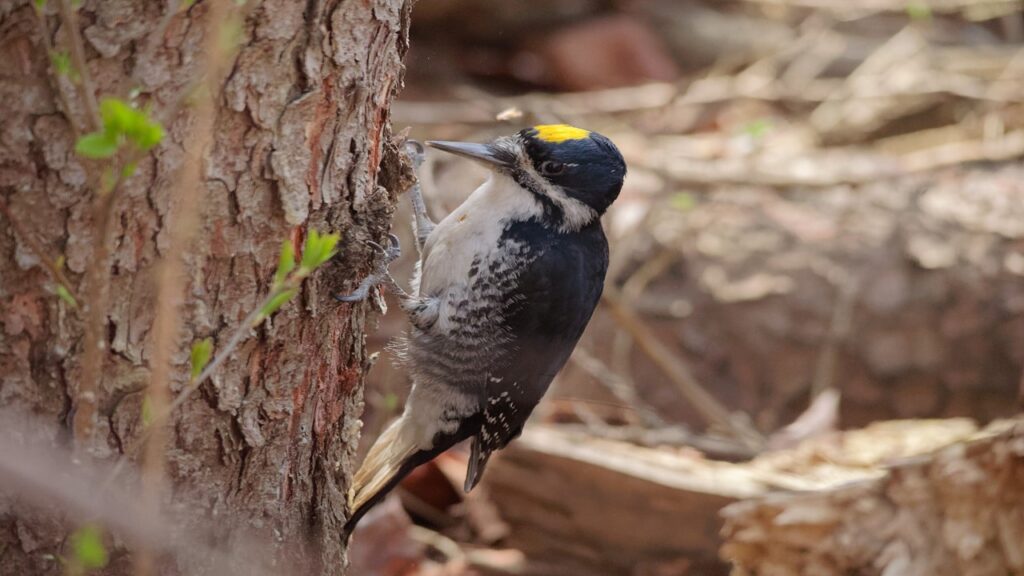 Black backed woodpecker with yellow crest on brown tree trunk