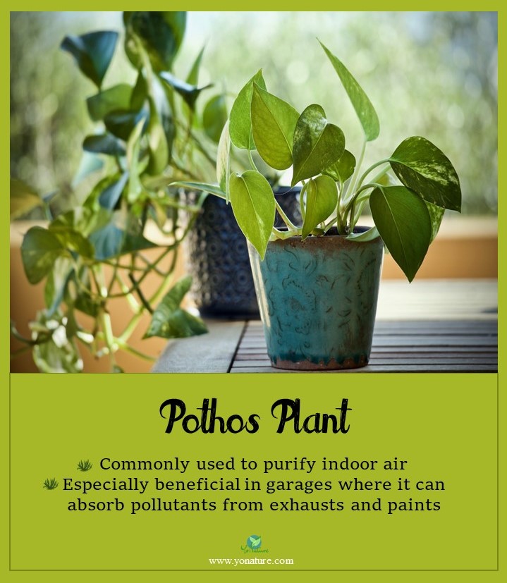 Pothos plants dangling from bluish green pot on brown wooden table