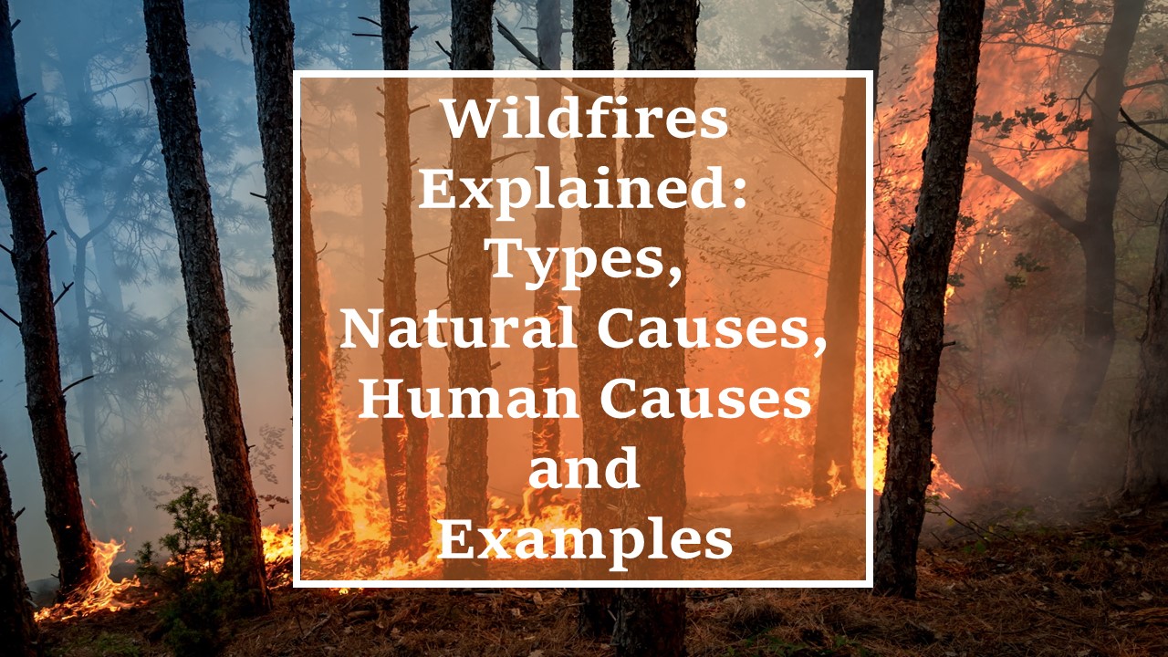 black trees in forest with orange flames at the ground in yellow and bluish flames; wildfires explained types, natural causes and human causes and examples written in orange box