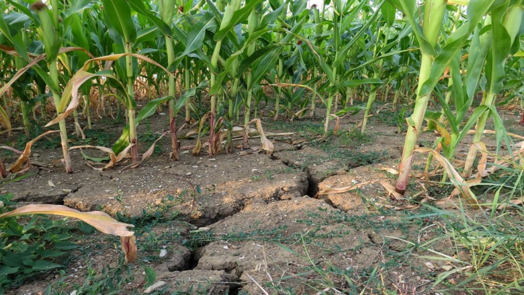 Green corn plants in dried up soil because of drought