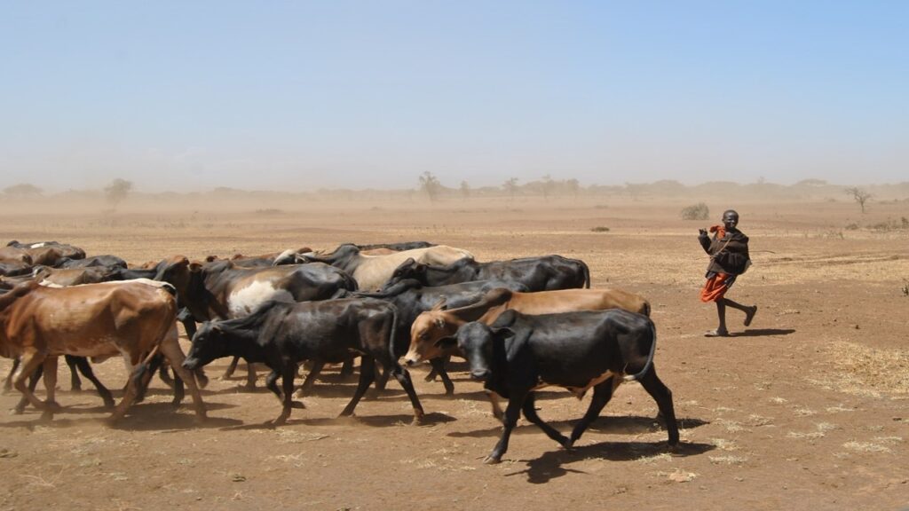 boy herding brown and black cattle in drought stricken place