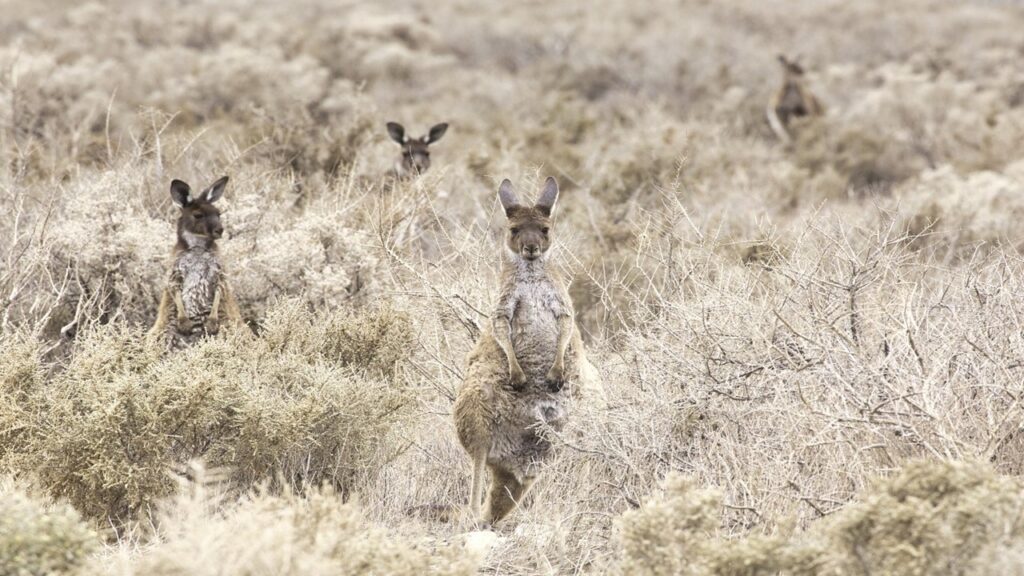 brown kangaroos standing in brown bushland